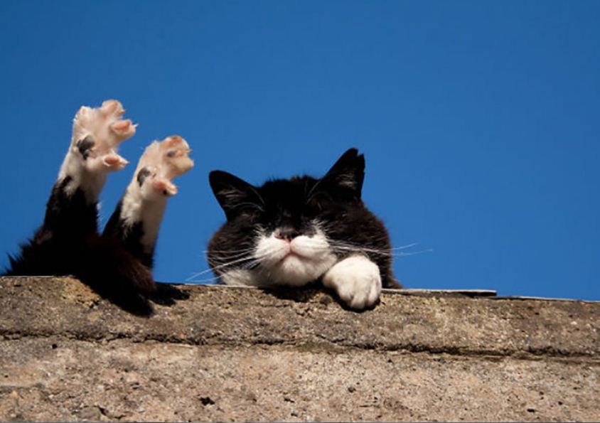 Кошка на крыше