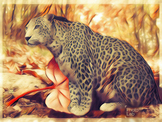 Задорная кошка
