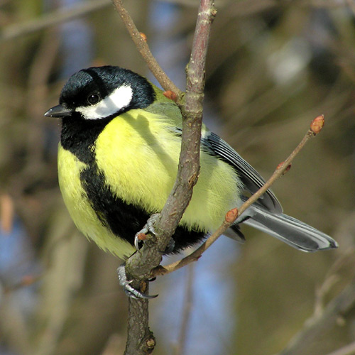 Проявите доброту!