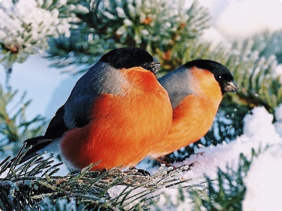 У сосен хвойное дыхание