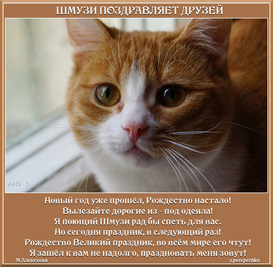 Шмузи поздравляет друзей