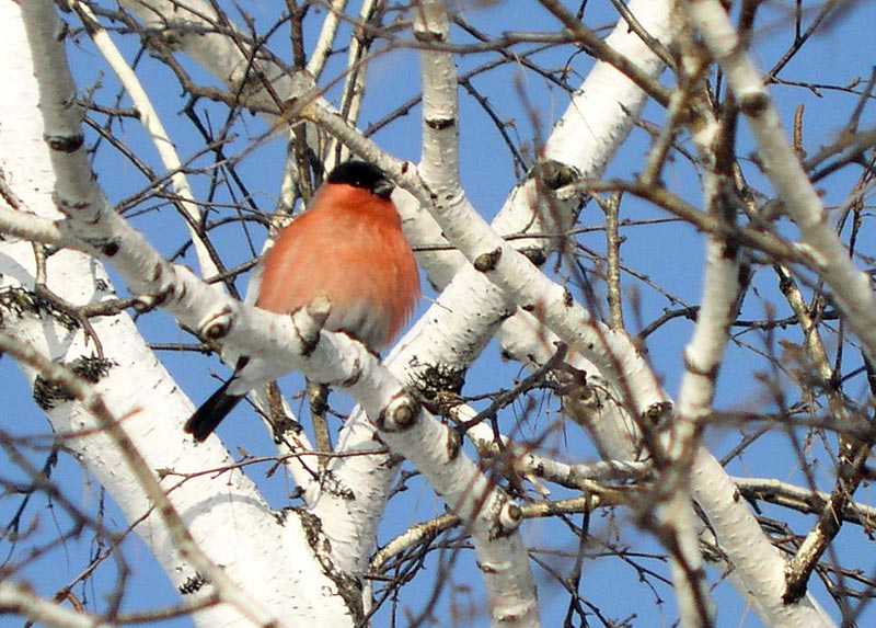 Не будите берёзы! Пусть спят