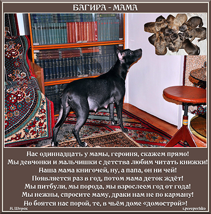 Багира - мама