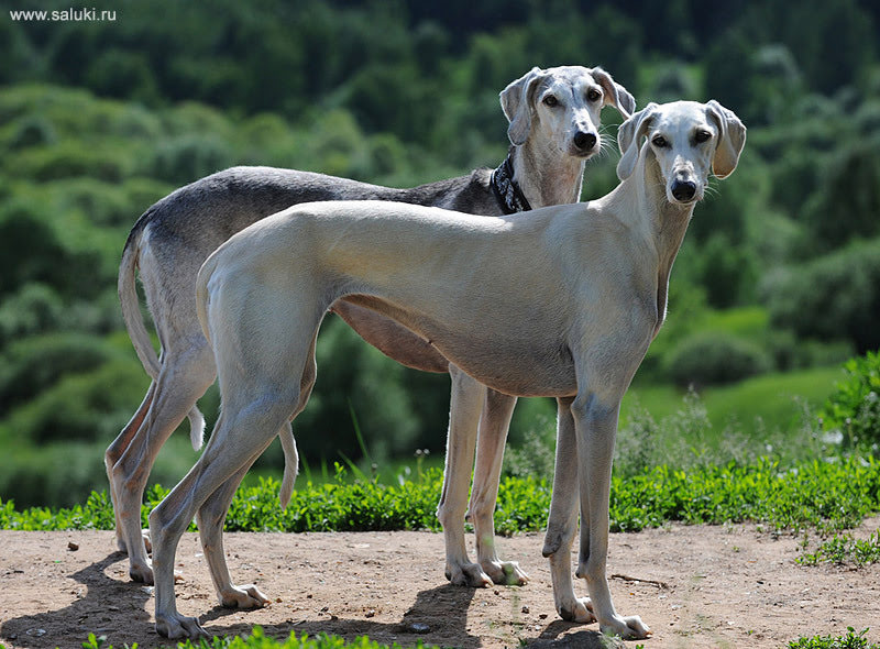 Баловень судьбы...