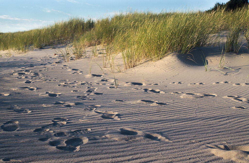 Следы на мокром песке...