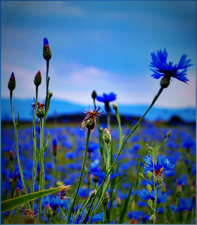 Там, где чуткостью воздух пропитан...