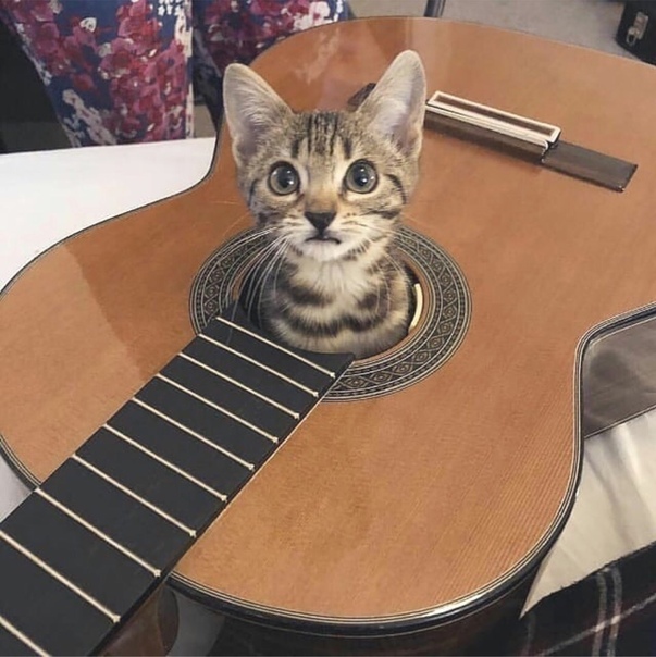 Кот-меломан. Экспромты на фото