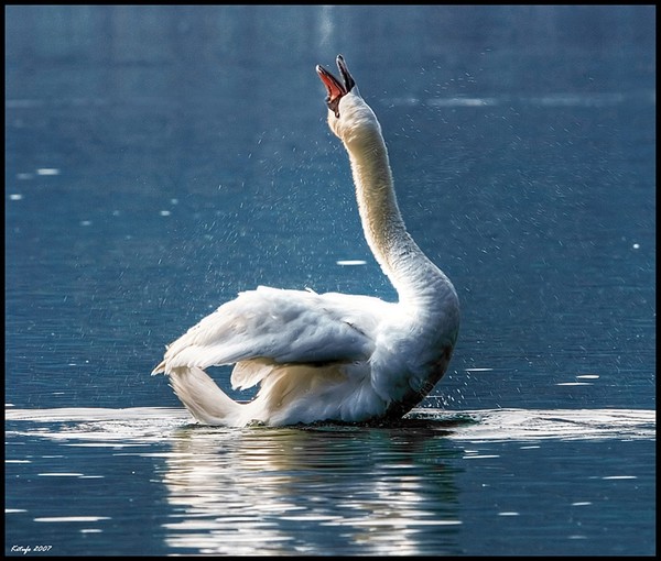 Лебёдушка...