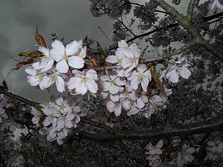 Не забудь меня свободный перевод с испанского язык