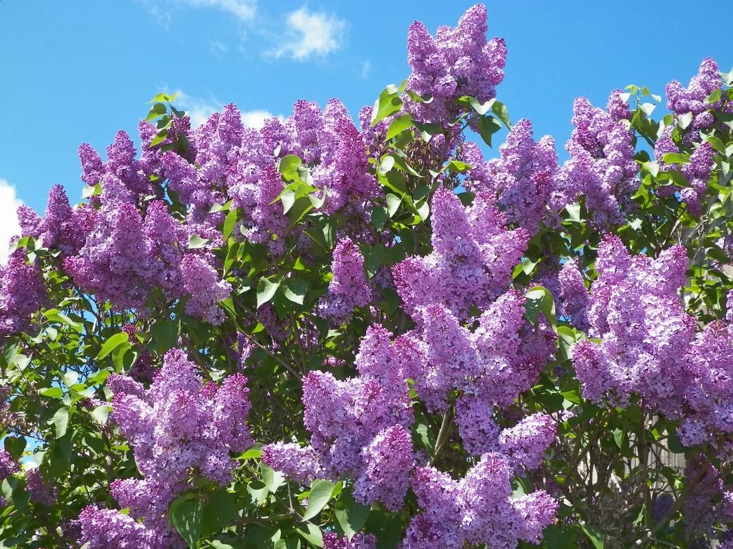 Там сиренью пахнет любовь