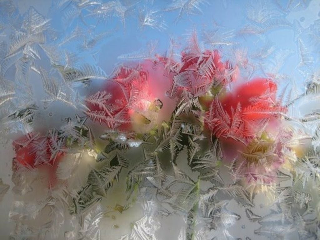 На завтрак-розовый рассвет