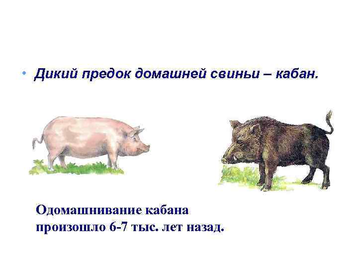 Кабан и домашняя свинья. Свинья кабан дикий предок одомашненная. Дикий предок домашней свиньи. Предки домашних поросят. Предок кабана.