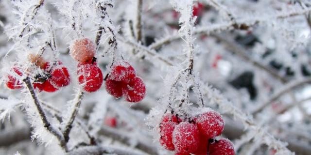 Зимняя вишня