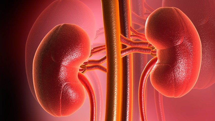 Почка любви