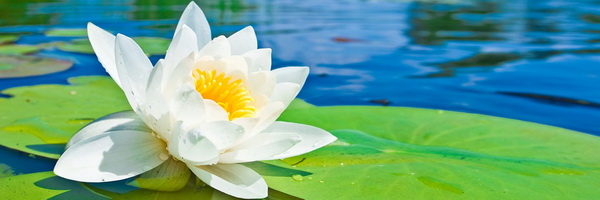 Легенда о белой водяной лилии 1