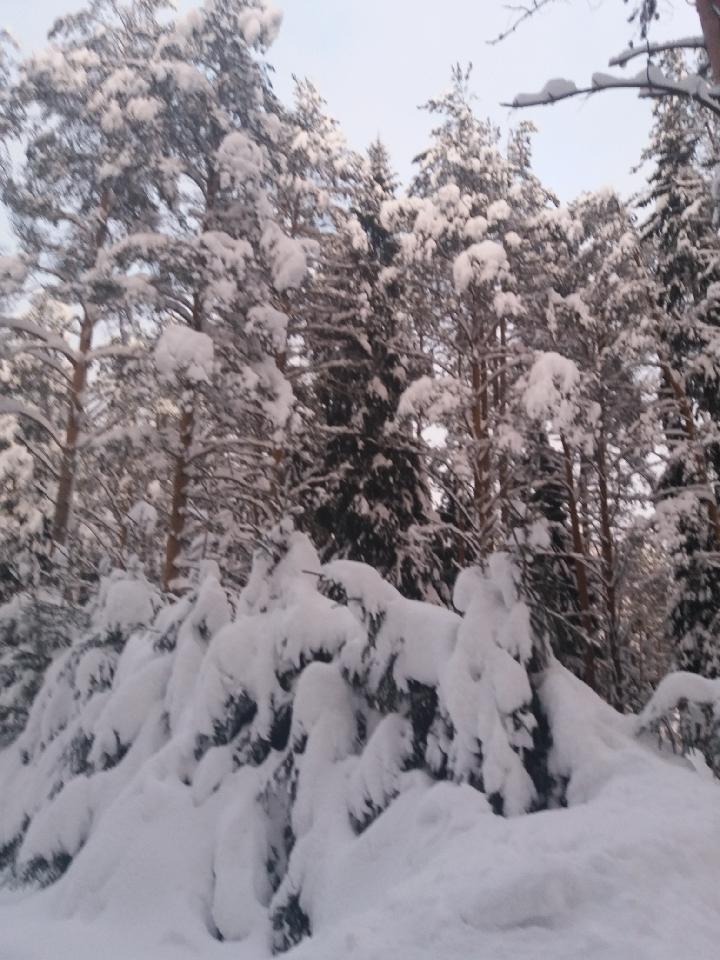 Дома - Сказка. Вартемяги 45 мин от Невского пр