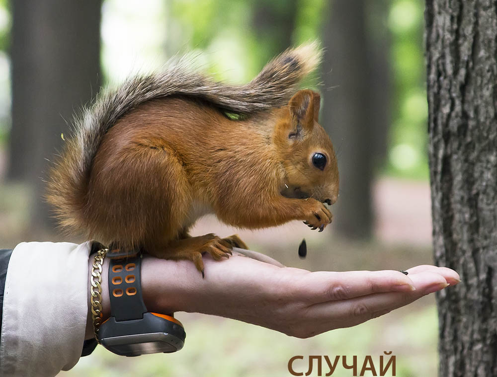 Голосование. Случай