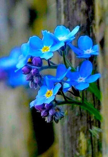 Вороши - не вороши, cердце - не копёшка!