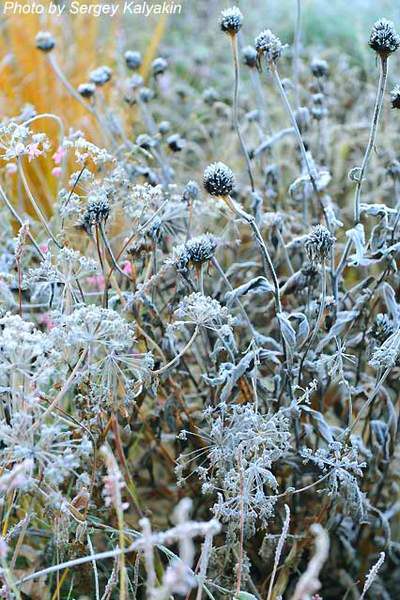Крещенские заморочки...