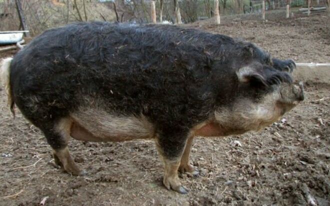 ДВА УМА - ХРЯК И ОСЁЛ - басня-ремейк