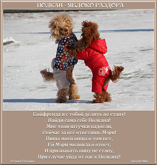 Полкан яблоко раздора