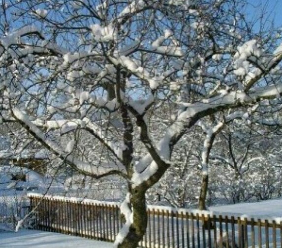 Тяжёлый снег стряхну с ветвей