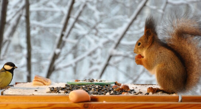 Захлестнула зима белоснежностью