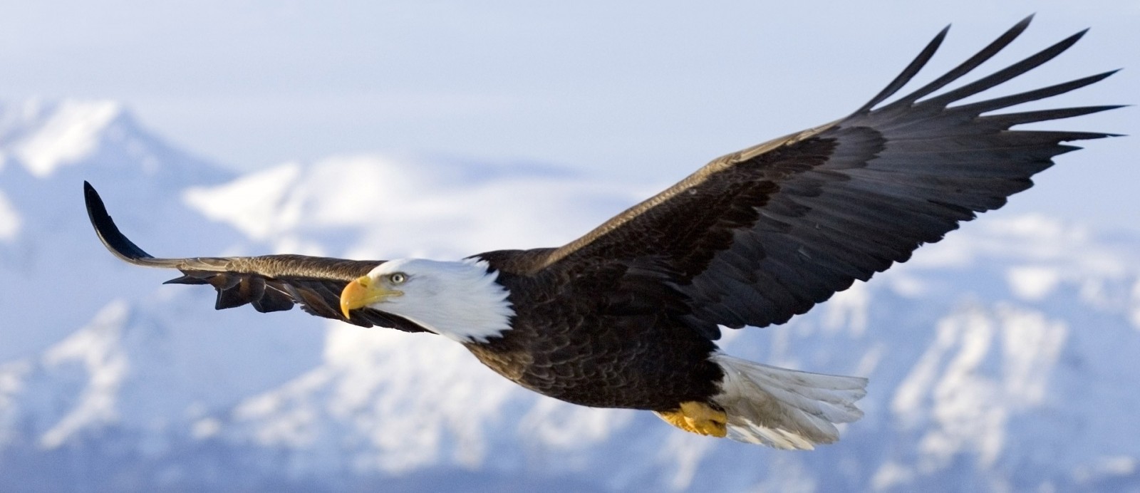 Руки мужчины...