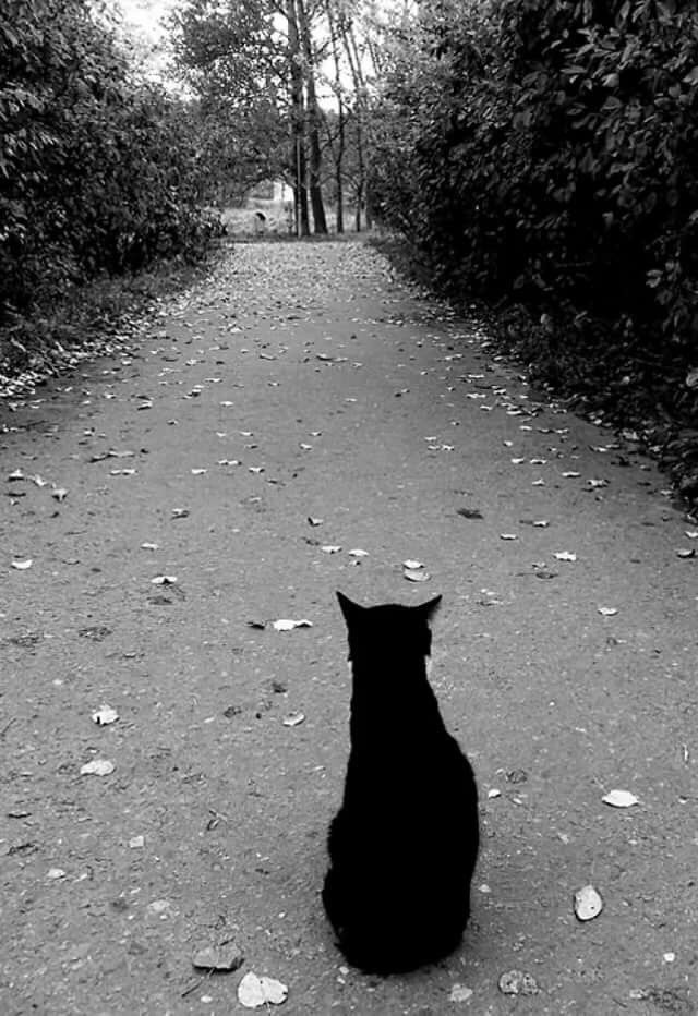 Тропа далеко видна. Одинокий кот. Кот уходит. Одиночество котик. Одинокий котенок.