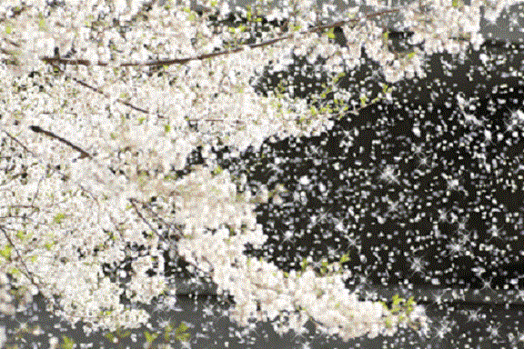 Черёмуховый день