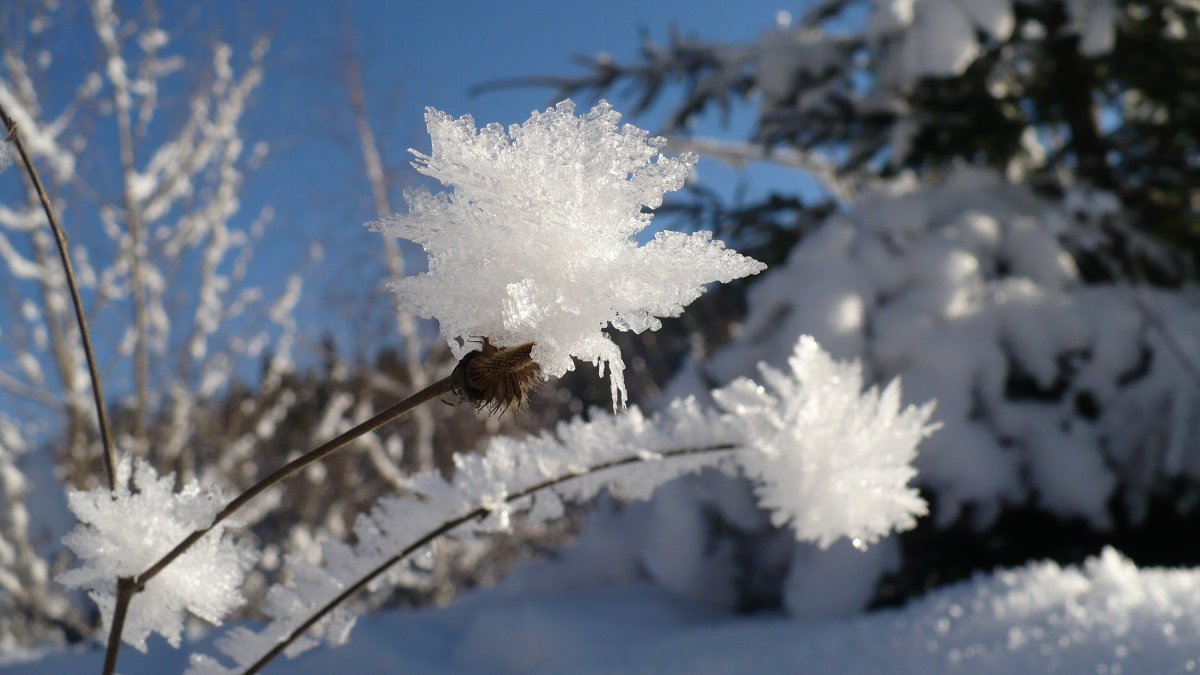 Поёт сегодня день, кружится...