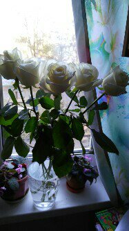 Морозный узор