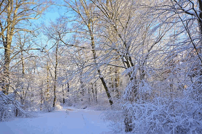 Февральское утро