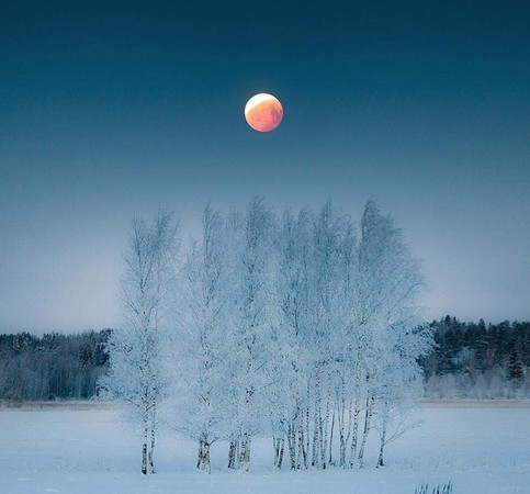 Лунной ночью молятся берёзы