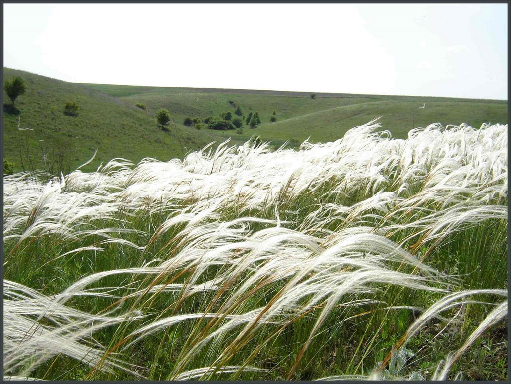 Ковыль степной. Ковыль волосатик (тырса). Степной ковыль казахстана. Ковыль трава степная. Ковыль (stipa).