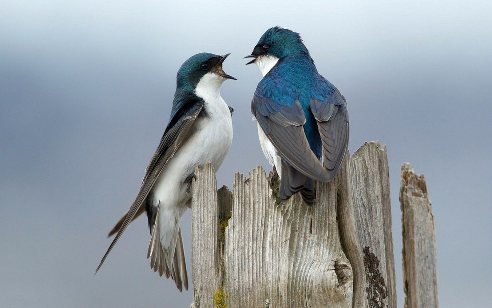 Пока - не в небеса!