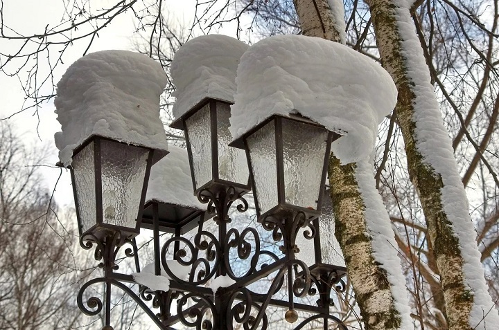 Зимняя чага