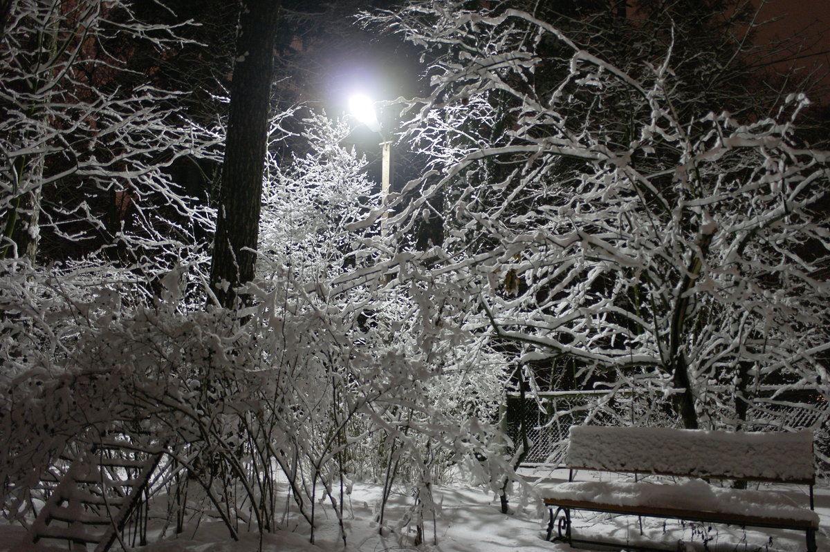 Белый снег слепит глаза. Заснеженный сад ночью. Зимний ночной сад. Ночной сад зимой. Зимний сад ночью.