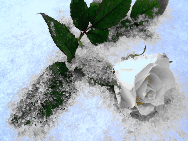 Цветы под снегом...