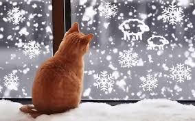 Мяукнул кот и жёлтый взгляд...