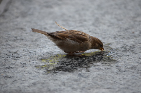 Про воробья