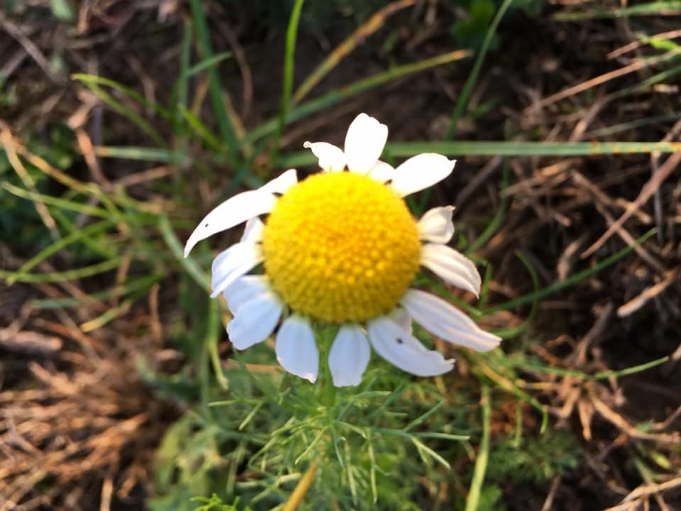 Осенняя ромашка