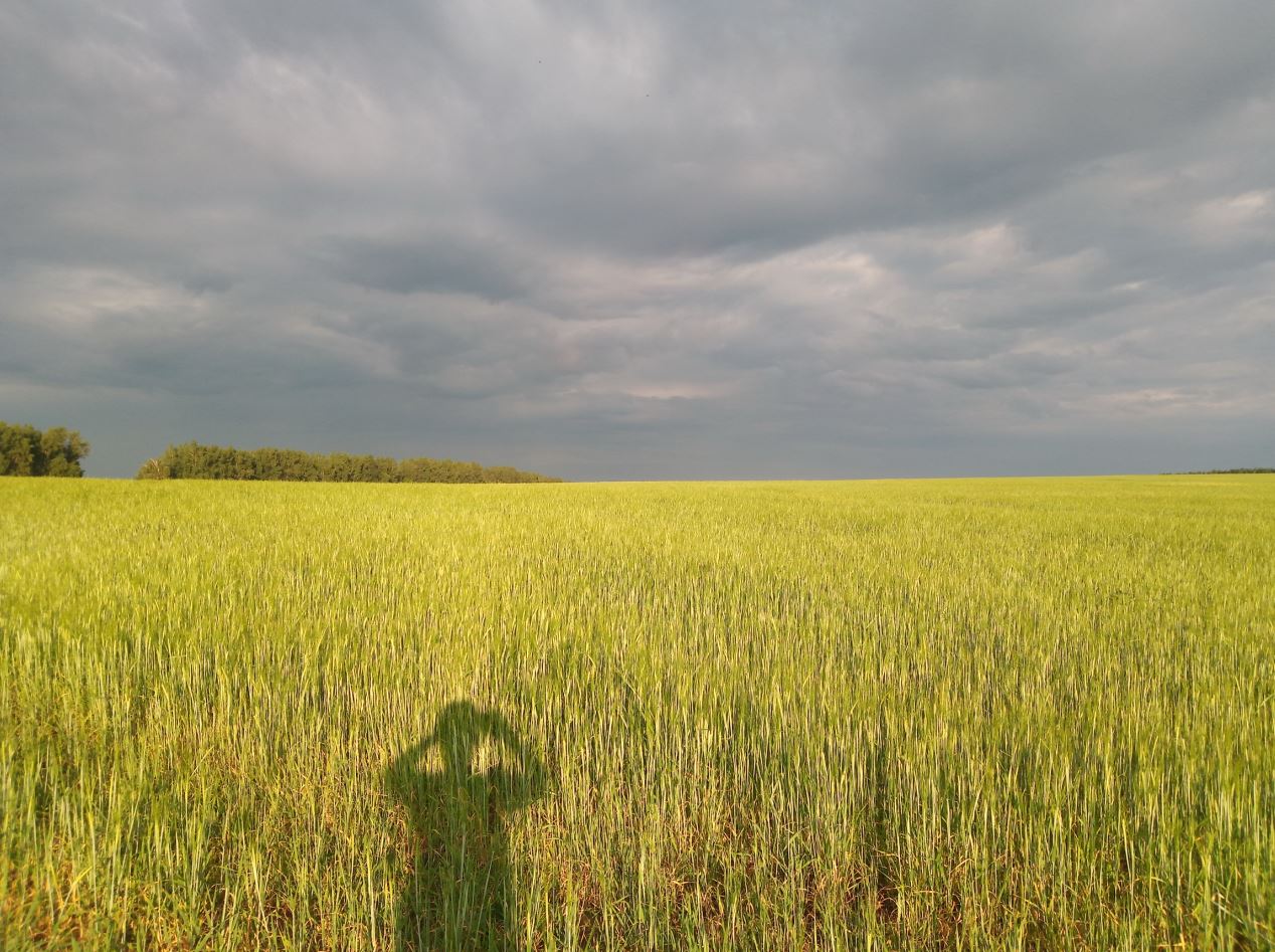 гармоничное