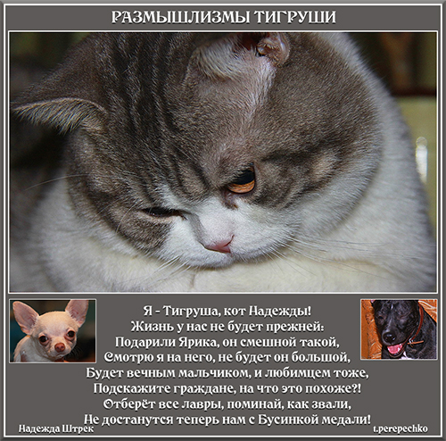 Размышлизмы Тигруши