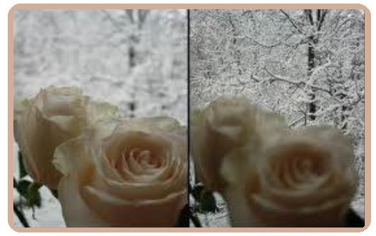 Снежные розы, нежные розы дарят в феврале...