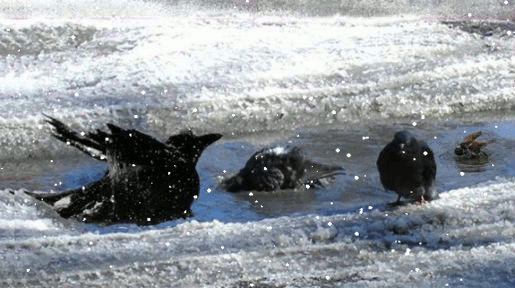 Верная примета