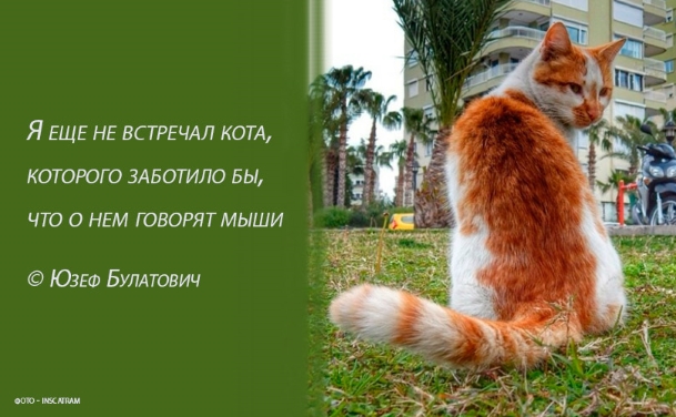 Цитаты про котиков