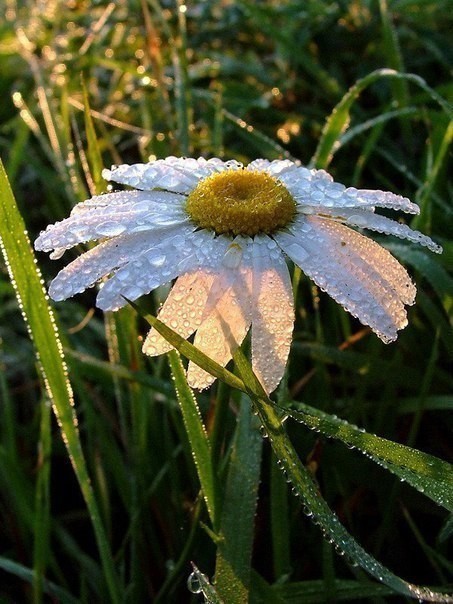 Будем с тобою