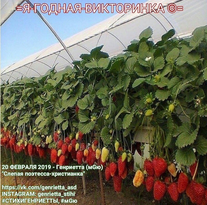 Ягода-викторина