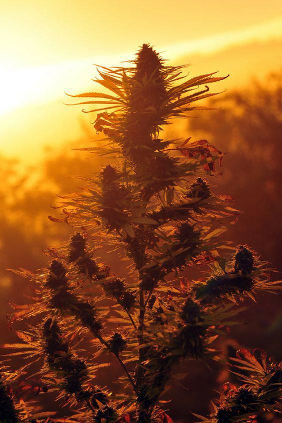 Воспоминания